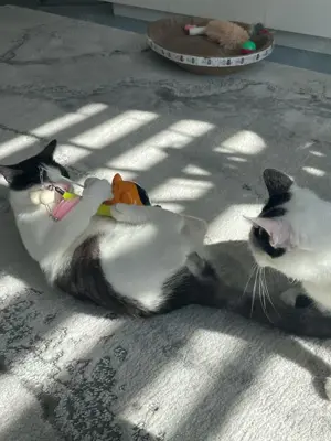 fröhliche Geschwister Katzen Chapi und Nina suchen ein Zuhause Bild 8