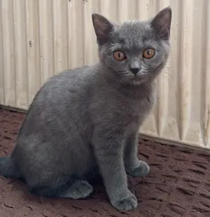 BKH Katzenbabys abzugeben 7 Monate alt