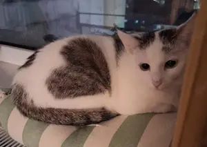 verspielte junge Katze Pizza sucht ein Zuhause mit Spielgefährten