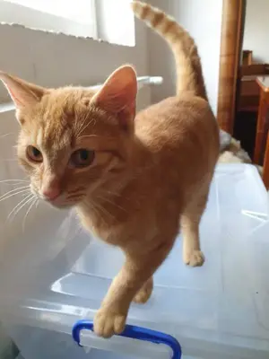 liebevoller junger Kater Zare sucht ein schönes Zuhause