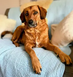 Die zauberhafte Lola sucht aus gesundheitlichen Gründen des Frauchens ein neues Zuhause