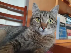 zierliche liebe junge Katze Lilibeth sucht ein schönes Zuhause