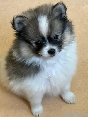 pomerania welpe 