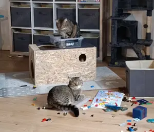 Katzen zu verkaufen 