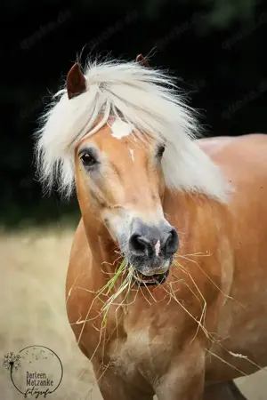 Reitbeteiligung für Haflinger gesucht