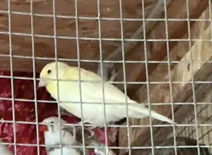 Kanarienvögel