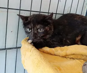 schüchterne kleine Katze Alma sucht ein liebevolles Zuhause