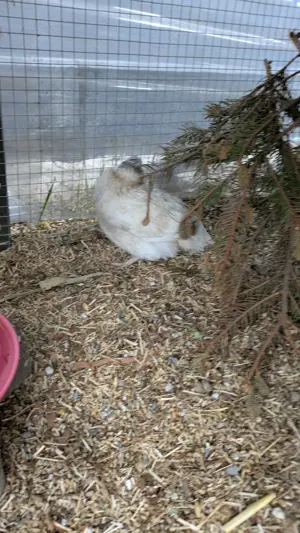 Wachtelhahn dringend abzugeben 