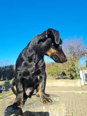 Pinscher Mix Rüde