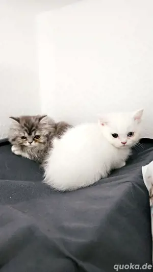 nur noch 2 Bkh kitten  kater suchen ein Zuhause 