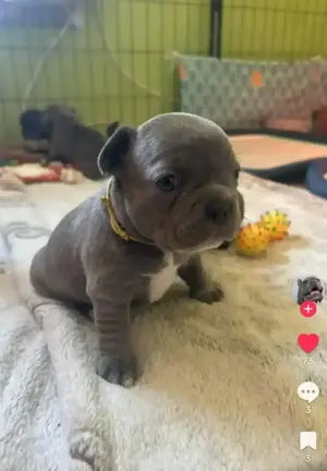 Eine wunderschöne reinrassige französische Bulldogg Welpe Dame such nach neue Zuhause mit Papiere 