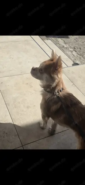 Chihuahua Rüde Reinrassig 10 Monate 