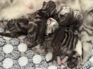 Babykatze brittish kurzhaar Tabby