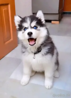Husky-Welpen zur Adoption   Dein neuer Abenteuergefährte wartet!