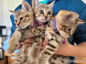 BKH Bengal Mix