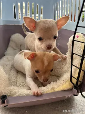Chihuahua welpen 