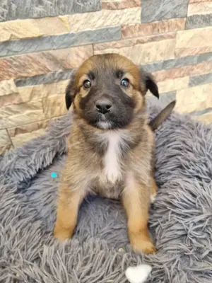Rocko sucht ein Zuhause