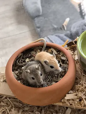 Rennmaus Nachwuchs abzugeben 