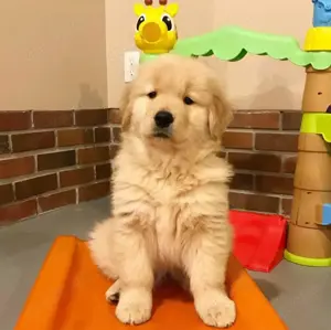 Golden Retriever Welpen