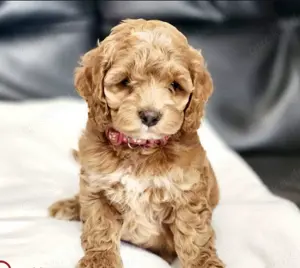 Cockapoo Welpen