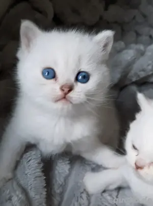 BKH Britisch kurzhaar kitten