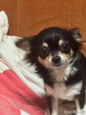 Chihuahua Hündin 1 jahr
