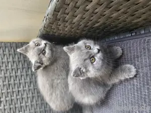 2 wunderschöne bkh mädels 