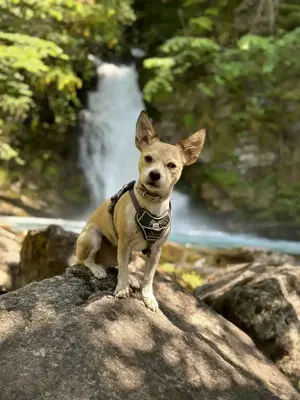 Chihuahua Mischling Charlie