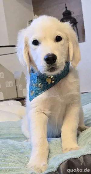 Traumhaft schöne Golden Retriever Welpen   