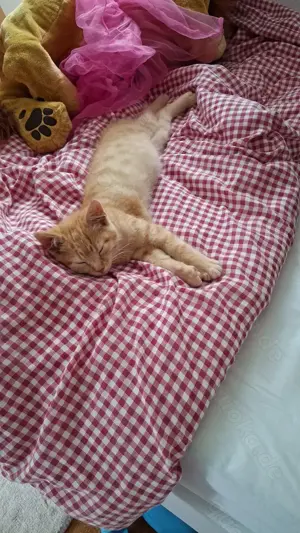 Rotes Katzenbaby 13 Wochen 