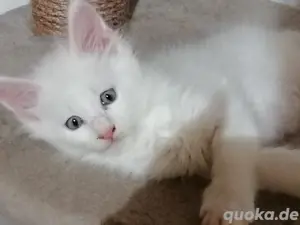 5 reinrassige typvolle zuckersüße Cooni Kitten 
