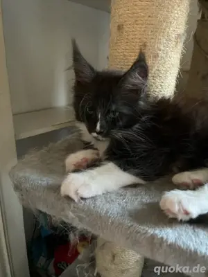 Maine Coon Kitten