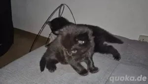 Süße Main Coon Kitten