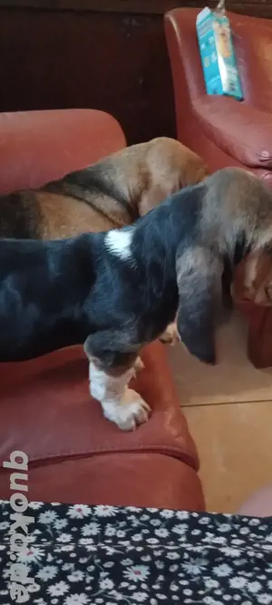 basset hound welpen