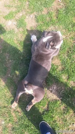 English bulldog hunde mit Ahnentafel 