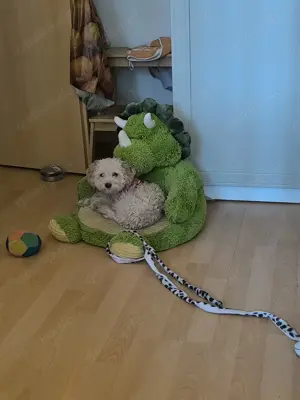 Toypudel zu verkaufen 