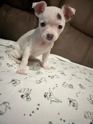 chihuahua Welpen 