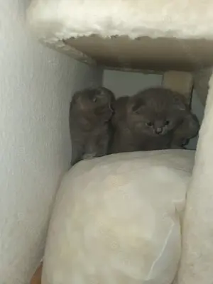 BKH Kitten