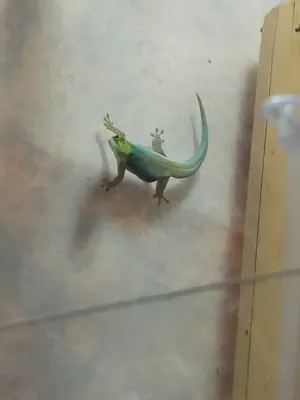 Phelsuma klemmeri 2.0. suchen neue Futterspender