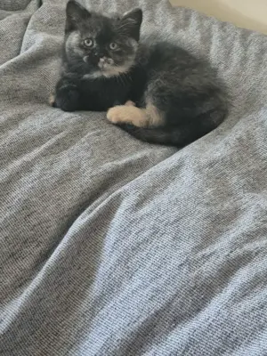 Bkh Babykatze 12 Wochen alt Abgabe bereit!!