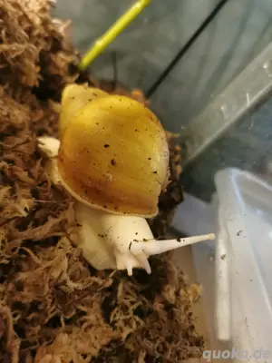 3 Archachatina marginata ovum Voll Albina 