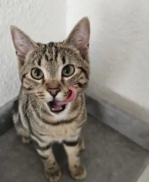Bkh ekh kitte fast 6 Monate alt wegen allergie abzugeben