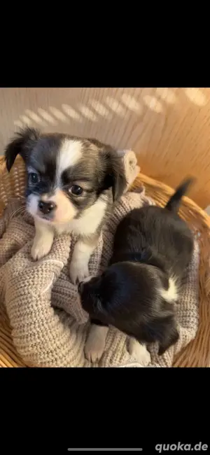 Chihuahua Welpen 