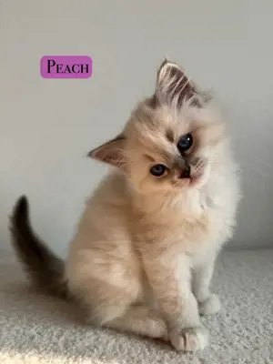 Zuckersüße reinrassige Ragdoll Kitten