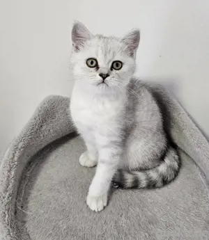 BKH Kitten