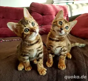 Wunderschöne Bengal-Kätzchen mit Stammbaum