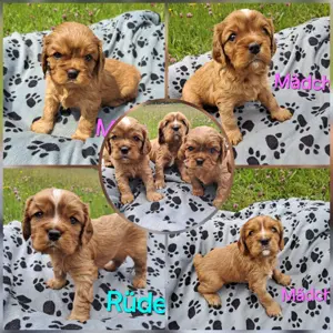 Cavalier King Charles Spaniel Welpen