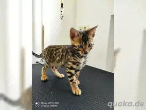 Wunderschöne Bengal-Kätzchen mit Stammbaum