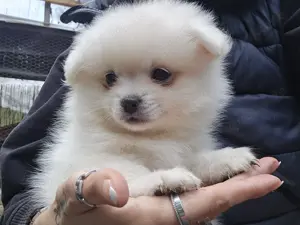Kleine Prinzessin