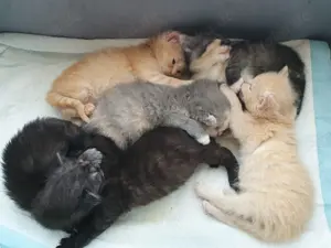 Kitten BKH   American Curl mix Katzenbaby seltene 